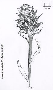 Ic 005 Centaurea Pratensis