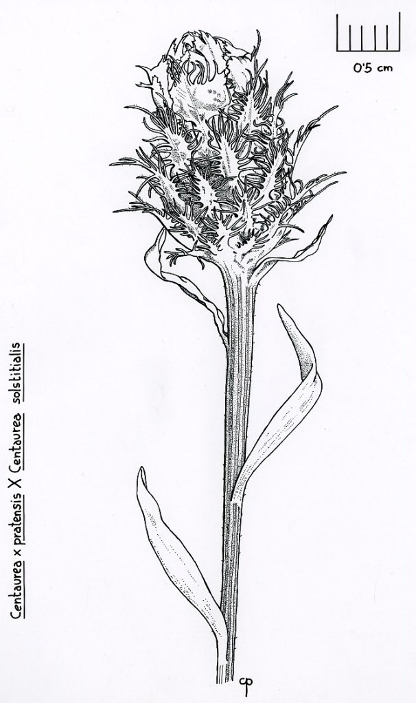 Ic 005 Centaurea Pratensis