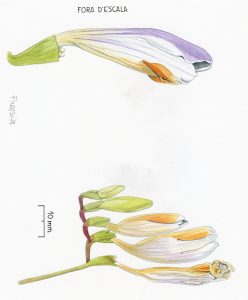Ic 006 B Freesia Sp001