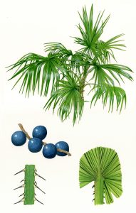 Livistona Sanibus