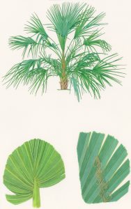 Nannorrhops Ritchicana