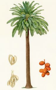 Phoenix Canariensis