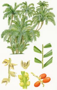 Phoenix Reclinata