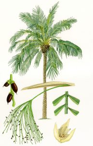 Phoenix Roebelenii