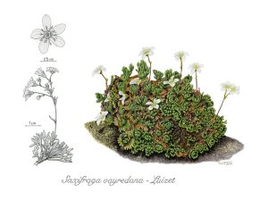 Saxifraga Vayrediana Web
