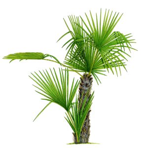 V 003 Chamaerops Humilis