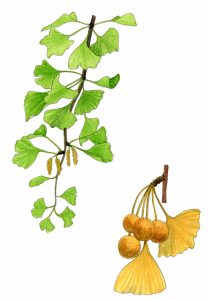 V 008 Ginkgo Biloba