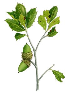 V 014 Quercus Coccifera