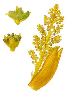 V 129 Arx1 Chamaeorops Humilis