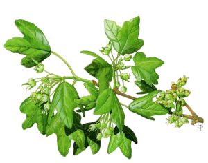 V 165 Arx2 Acer Monspesulanum