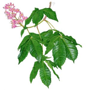 V 169 Arx2 Aesculus X Carnea