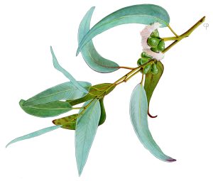 V 171 Arx2 Eucalyptus Gomphocephala