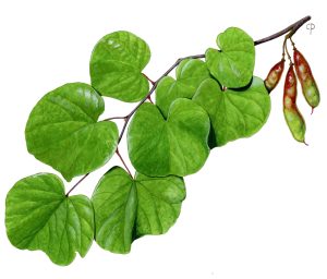 V 179 Arx2 Cercis Siliquastrum