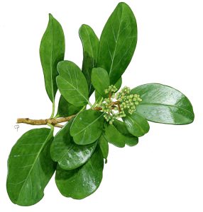 V 185 Arx2 Corynocarpus Laevigata