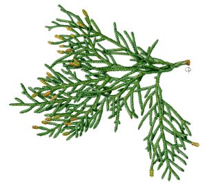 V 191 Cupressus Torulosa