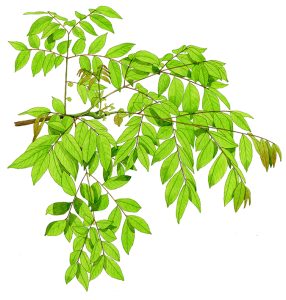 V 236 Koelreuteri Bipinnata