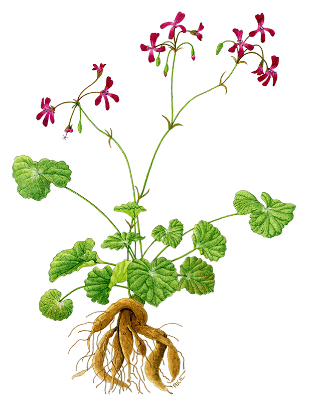 V 278 Pelargonium Sidoides