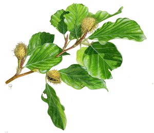 V 301 Fagus Sylvatica