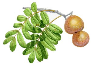 V 413 Sorbus Domestica035