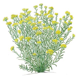 V 423 Helichrysum Stoechas