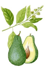 V 437 Persea Americana