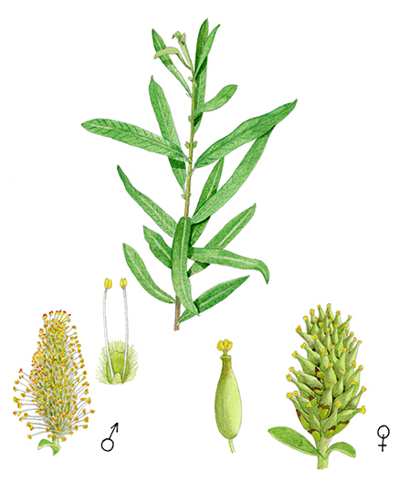 V 500 Salix Salviifolia