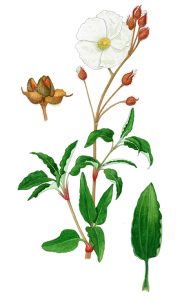 V 519 Cistus Laurifolius