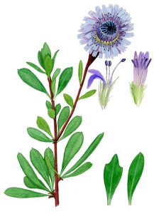 V 522 Globularia Alypum