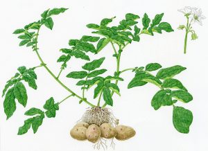V 548 Solanum Tuberosum