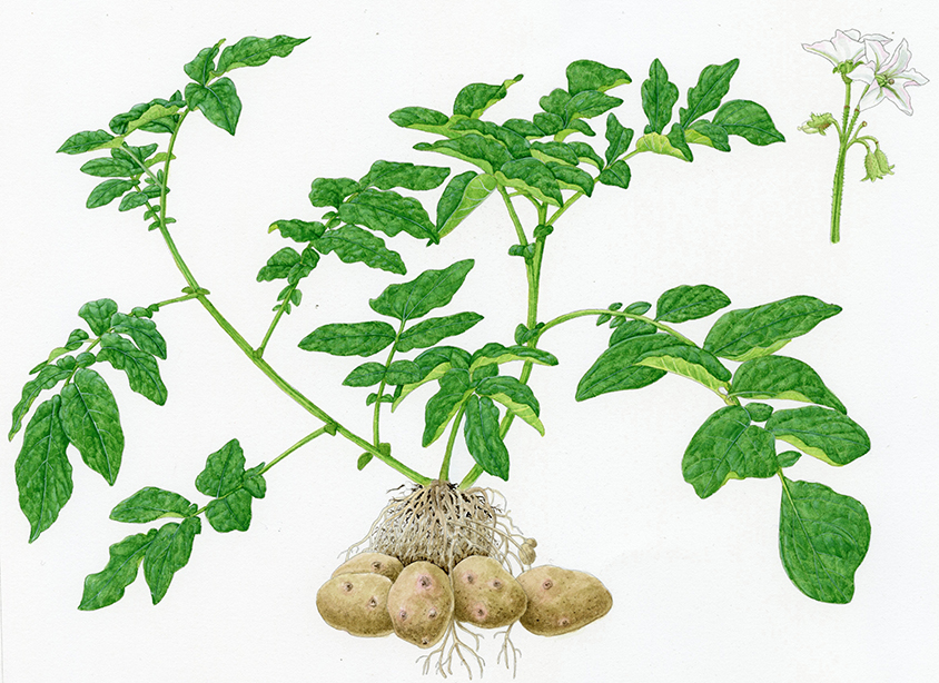 V 548 Solanum Tuberosum