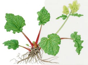 V 549 Rheum Rhabarbarum
