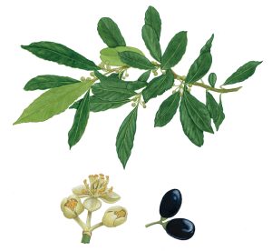 V 560 Laurus Nobilis